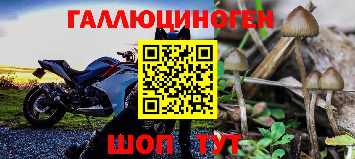 Псилоцибиновые грибы Psilocybine cubensis Мелеуз
